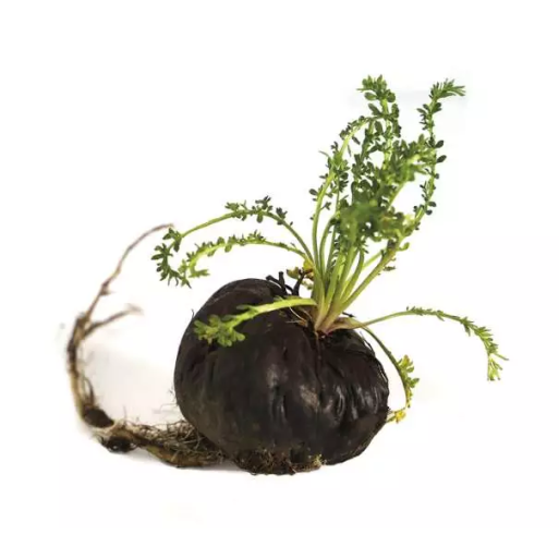 Maca Noire BIO en poudre - Origine Pérou - Qualité Premium - Pot de 100g